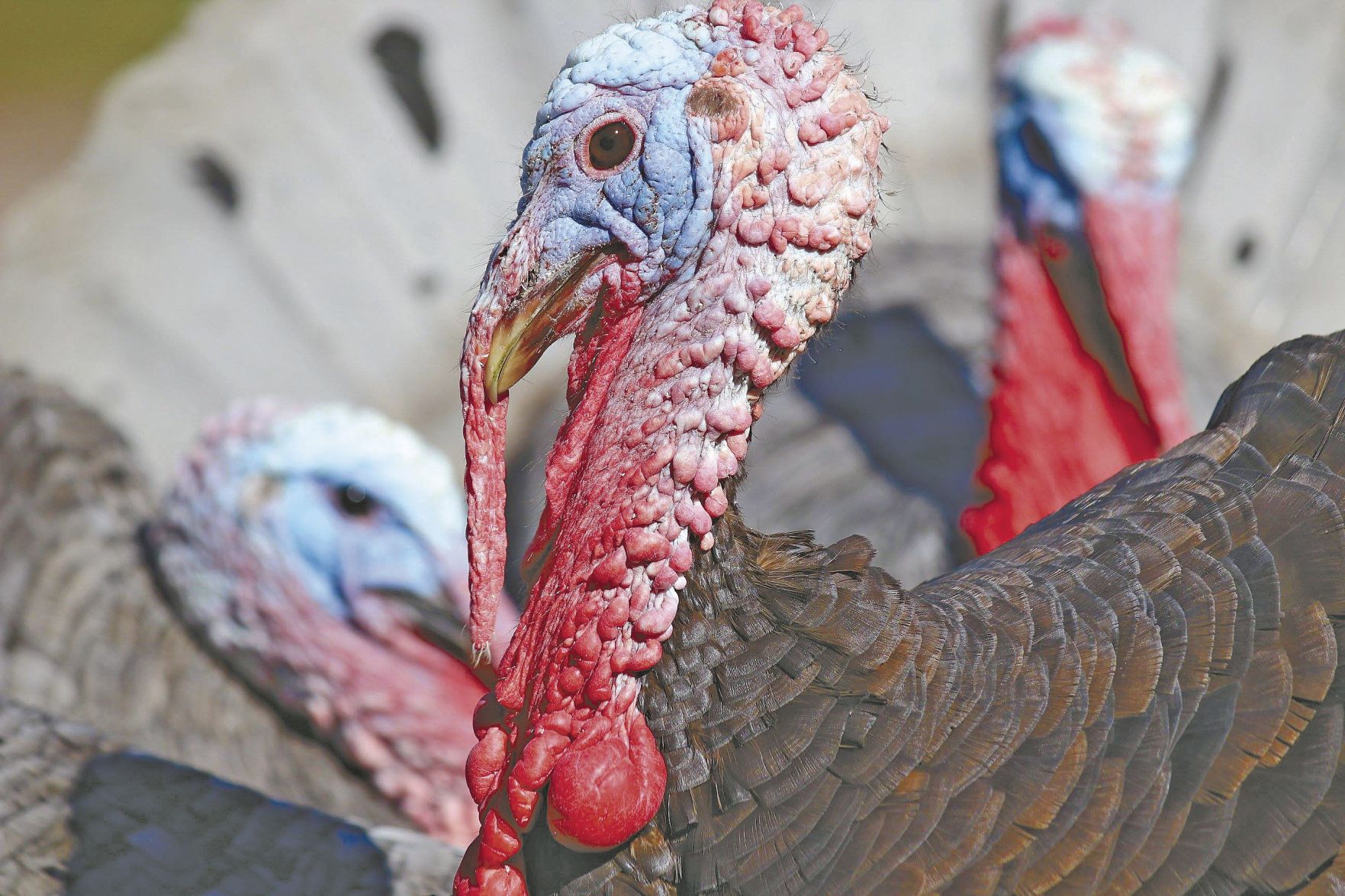 Turkey.tif